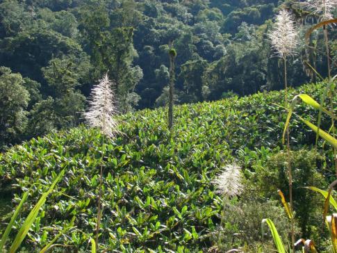 Cultivo da banana na região iniciou-se no século XX: Marcos Gamberini/ISA